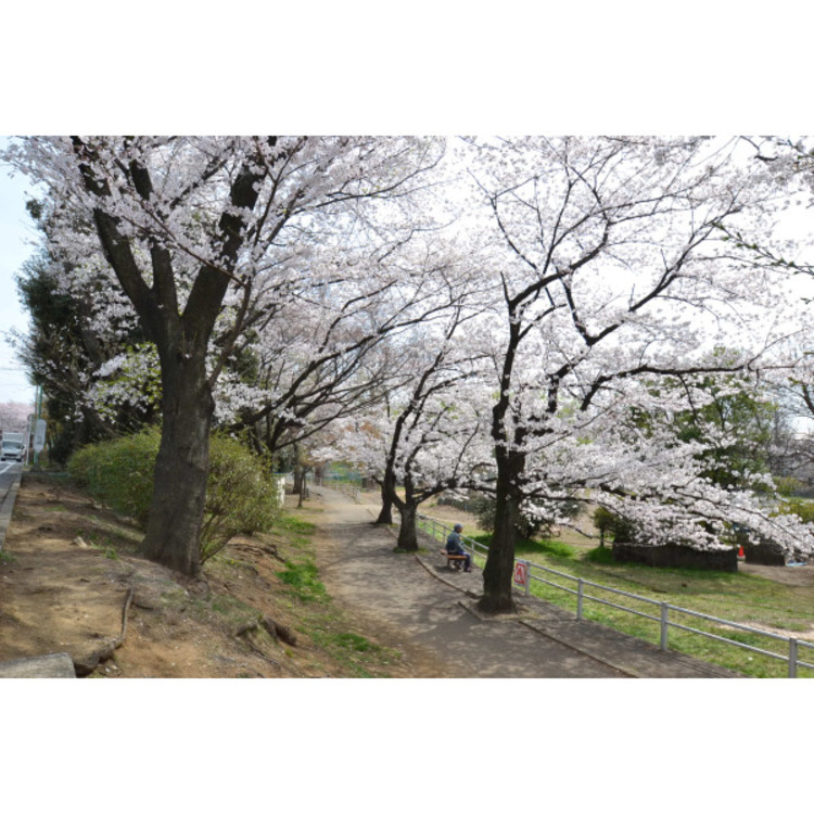 周辺 白山公園(約480m)