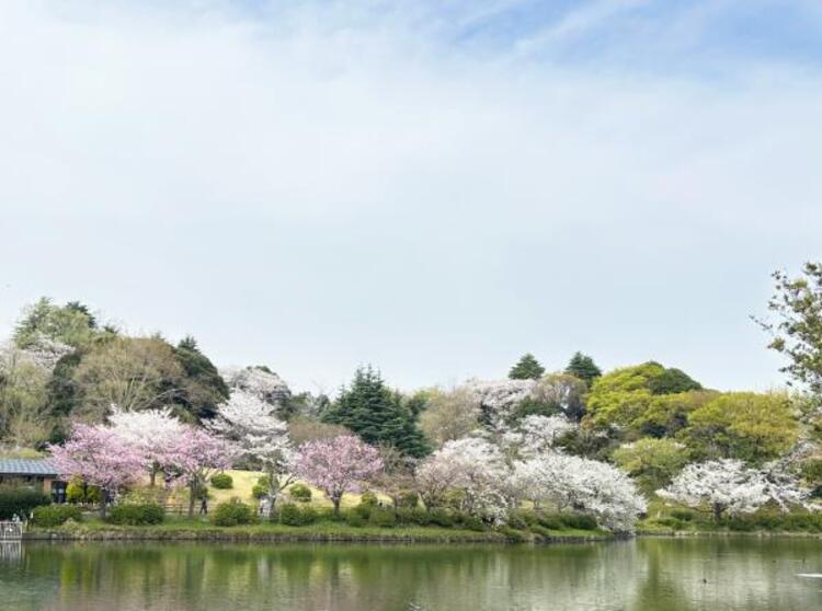 周辺 県立三ツ池公園	250ｍ