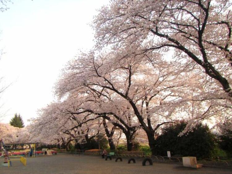 周辺 元横山公園迄410ｍ