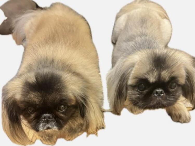 その他 ペット飼育可　ペットの飼育も可能。大切な家族の一員であるペットとの、楽しい暮らしが始まります。なお飼育できるペットは種類、大きさ、頭数等に制限があります。詳細は管理規約等の定めによります。