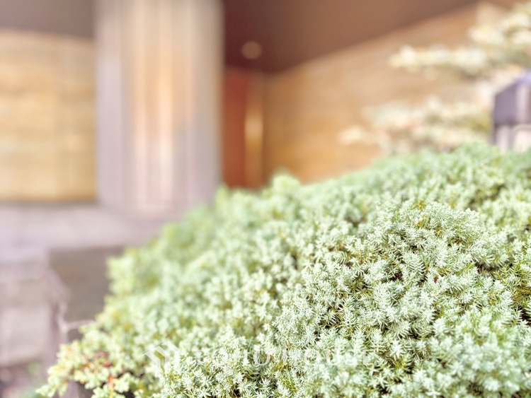 外観 ほんの少しのこだわり。ちょっとした色使いがその家がもつ雰囲気、趣（おもむき）を携え、暮らす家族や訪ねてくる友人・知人に新鮮な香りを運んできます。