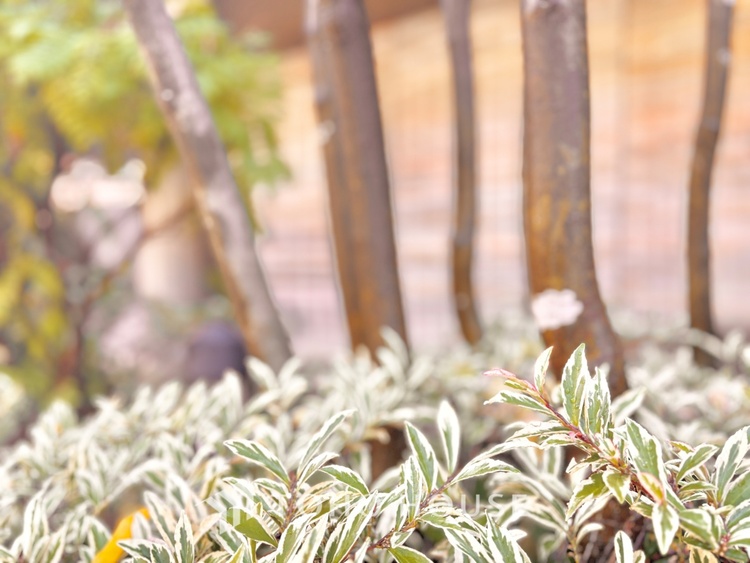 外観 ほんの少しのこだわり。ちょっとした色使いがその家がもつ雰囲気、趣（おもむき）を携え、暮らす家族や訪ねてくる友人・知人に新鮮な香りを運んできます。