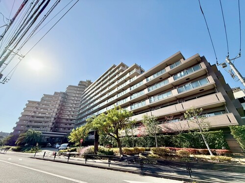 アイランドグレースの画像