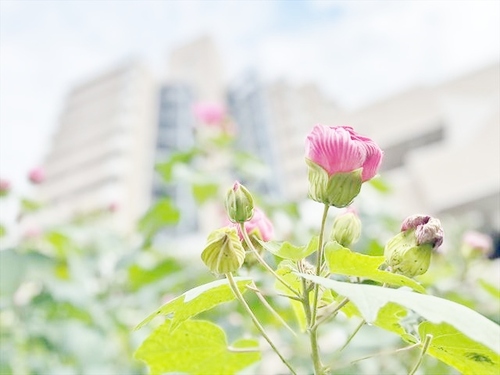 ソネット上池袋の物件画像