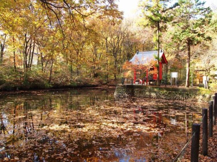 周辺 小宮公園迄450ｍ