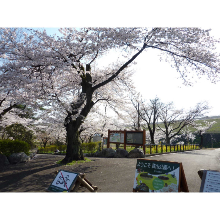 周辺 狭山公園(約550m)