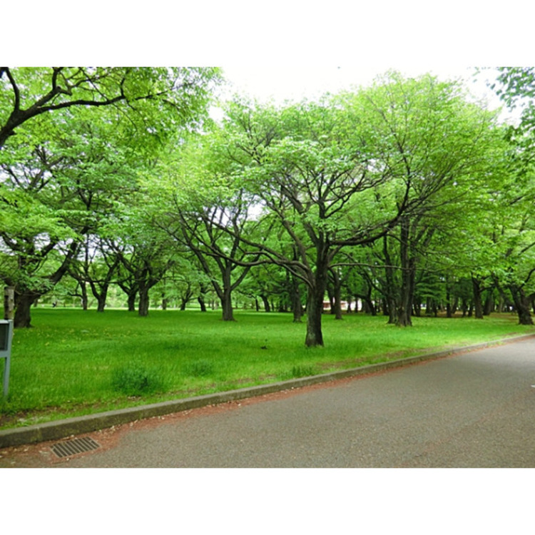周辺 小金井公園(約400m)