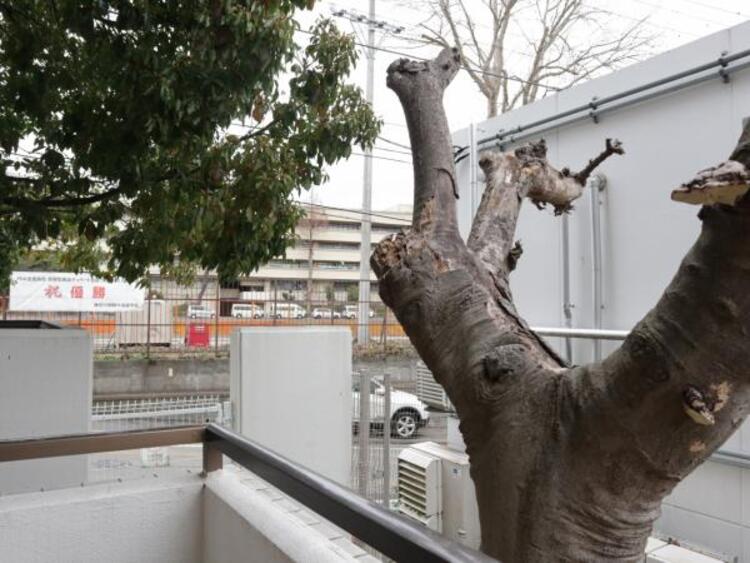 その他 角部屋　二面以上から陽光がふりそそぎ、明るい角住戸。開口部が多いため風も吹抜けます。さらに隣接する住戸は片側のみのため、プライバシー性にも優れます。