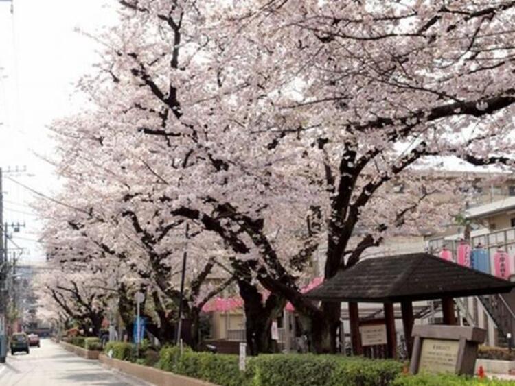 周辺 桜並木公園　280ｍ
