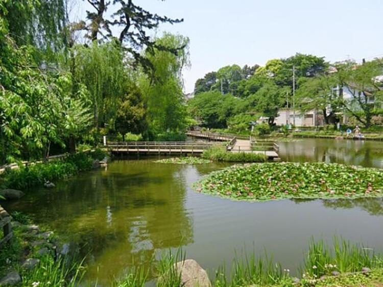 周辺 白幡池公園　400m