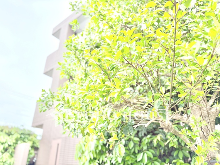 外観 【現地写真】