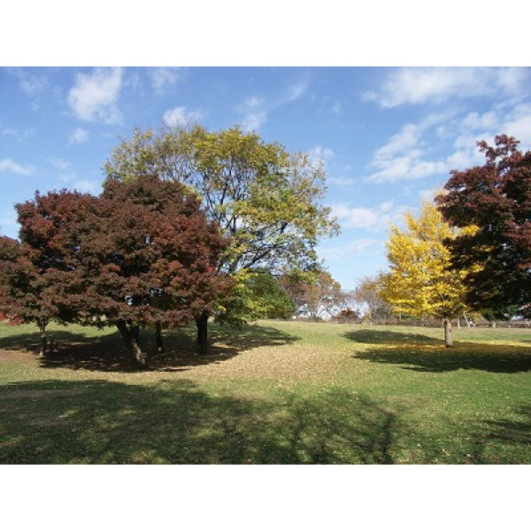 周辺 武蔵国分寺公園(約800m)