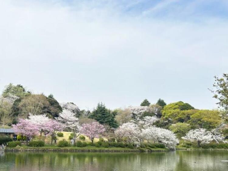 周辺 三ツ池公園　800ｍ