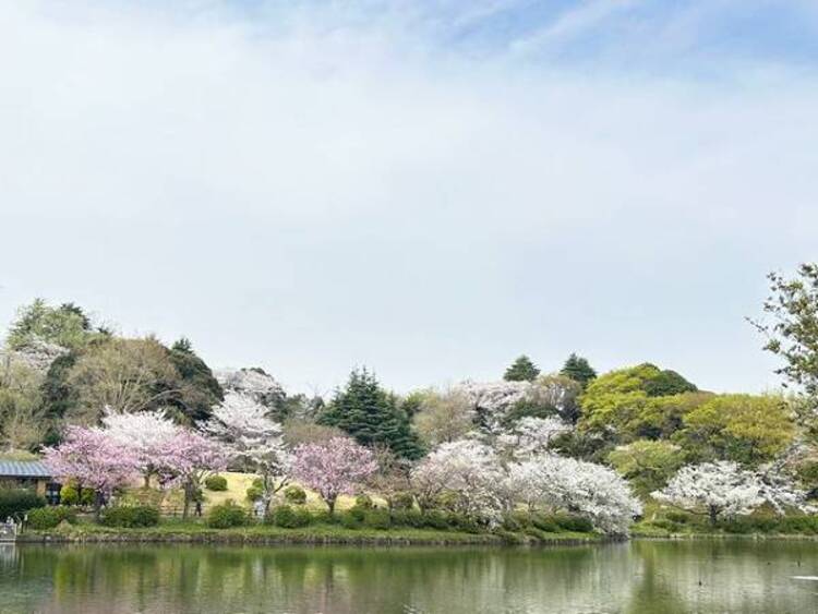 周辺 三ツ池公園	　290m	