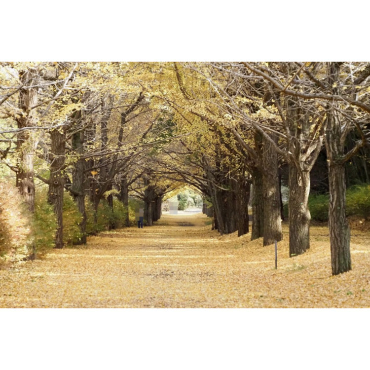 周辺 昭和記念公園(約750m)